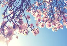 Wenn juckende Augen den Frühling trüben Frühling