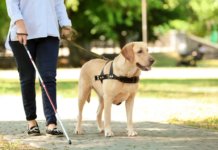 Blindenhunde: Begleiter, die das Leben lebenswerter machen Blindenführhunde
