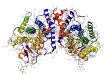Rhodopsin: Das Sehpigment des menschlichen Auges Rhodopsin: Sehpigment des menschlichen Auges