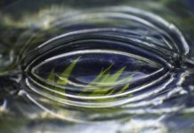 Fovea centralis (Sehgrube): Ort des schärfsten Sehens Fovea centralis (Sehgrube)